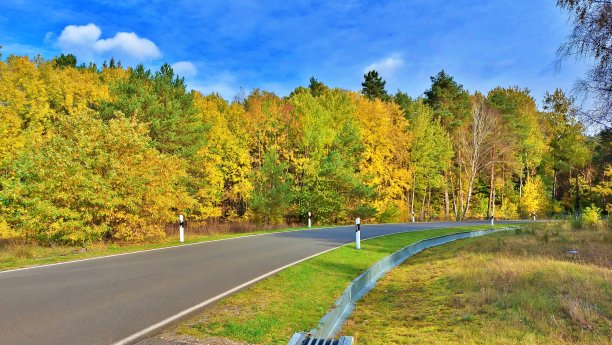 树在路上，拐弯图片下载