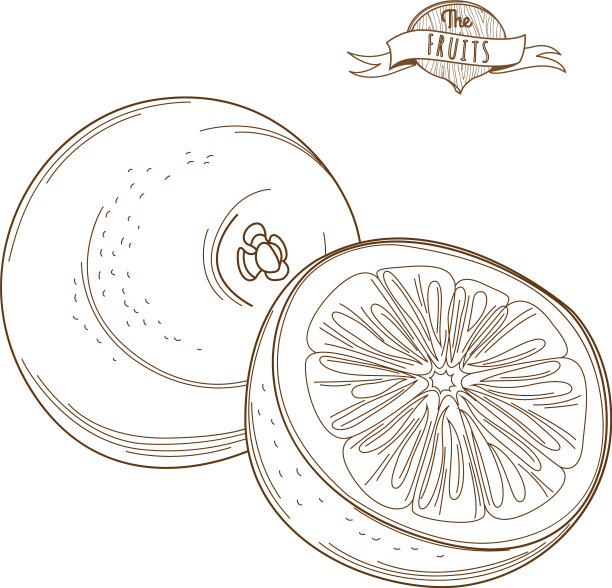 手绘葡萄柚或橙平图片下载