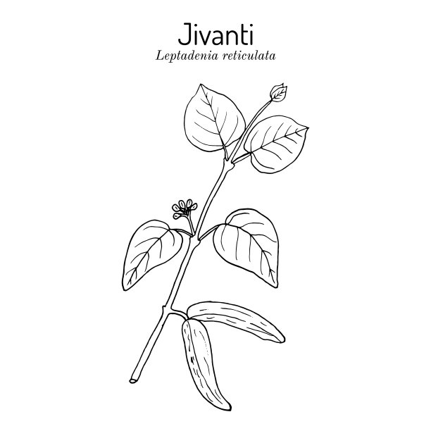 药用植物图片下载