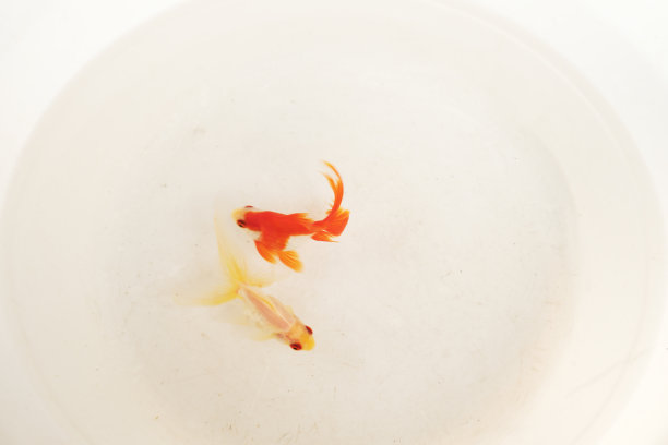 美丽金鱼尾巴的水族箱世界图片下载