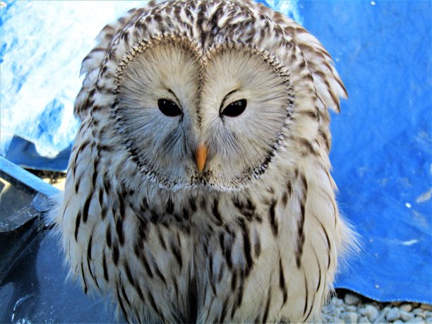 日本1月。猫头鹰。肖像。图片下载