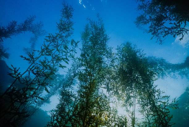 海景，海草生长在叶山海岸的浅水图片下载