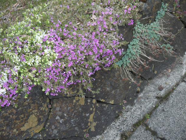 日本园林石墙边石上镶有绿色多肉植物和粉红色苔夹竹桃花图片下载
