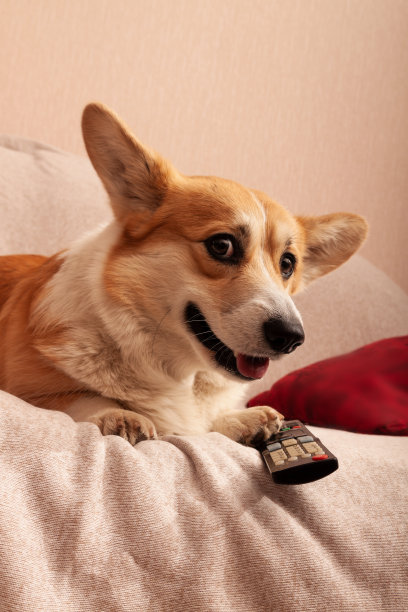 彭布罗克威尔士柯基在沙发上拿着电视遥控器。在家看电影、电视节目，和宠物一起自我隔离图片下载