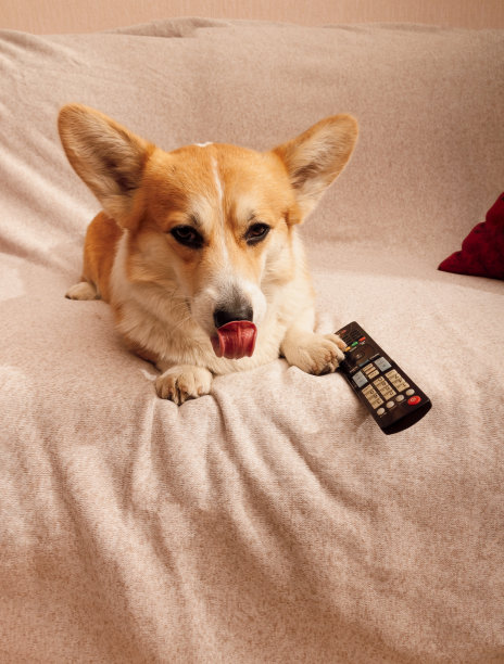 彭布罗克威尔士柯基躺在沙发上拿着电视遥控器。在家看电影，电视节目，和宠物自我隔离图片下载
