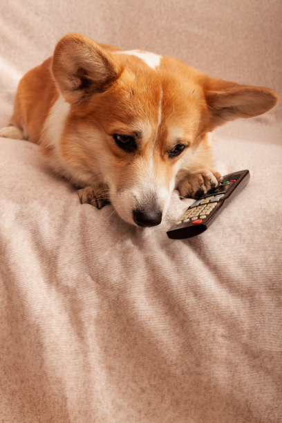 彭布罗克威尔士柯基在沙发上拿着电视遥控器。在家看电影、电视节目，和宠物一起自我隔离图片下载