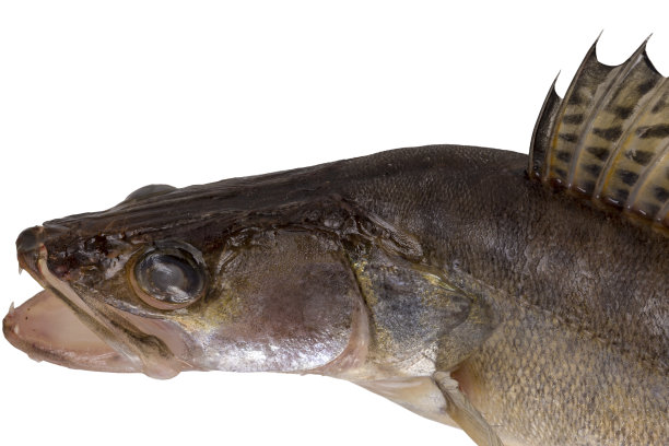 梭子鱼栖息。图片下载