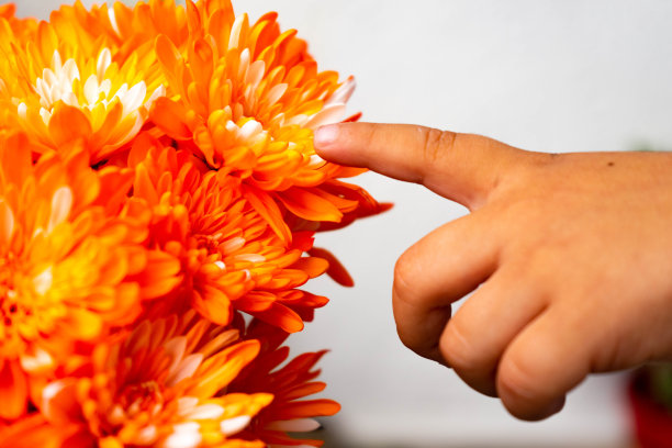 一只手触摸花朵的画面图片下载