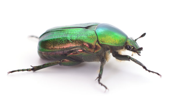 绿色甲虫孤立。图片下载