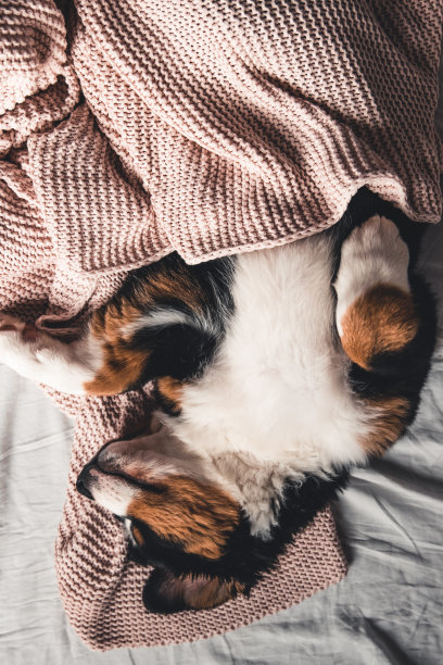 快乐的伯尔尼山狗狗在豪华明亮的色彩斯堪的纳维亚风格的卧室与床。图片下载