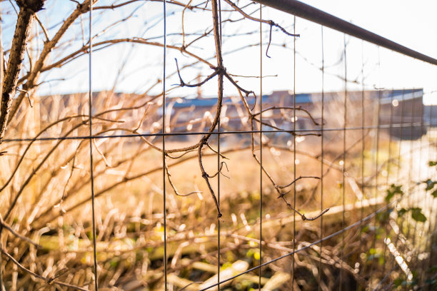 篱笆后的自然图片下载