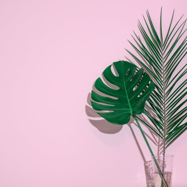 粉红色背景上的花瓶里有热带棕榈树和巨叶图片下载