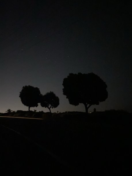 夜晚的树木图片下载