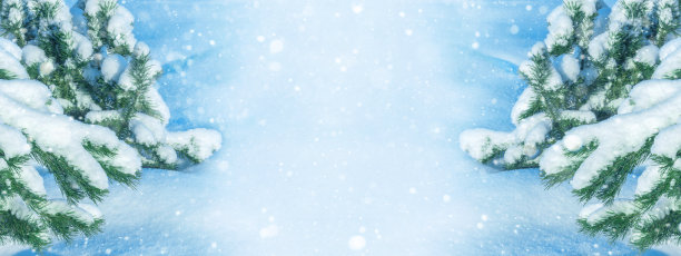 冬季新年和圣诞节的概念背景。美丽的绿枞树枝在雪地里。柔焦，特写，拷贝空间。图片下载