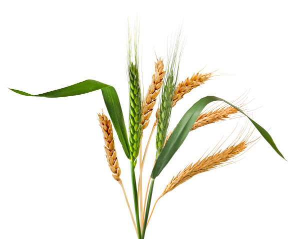 白色背景上的小麦小穗图片下载