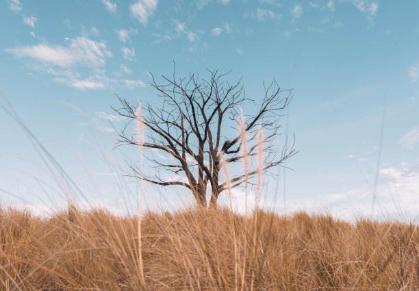 孤独的树图片下载