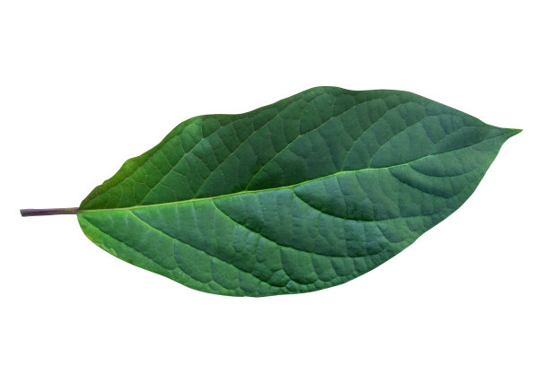 绿叶孤立在白色背景上图片下载