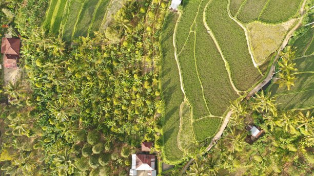 巴厘岛的稻田与树木形成鲜明对比。图片下载