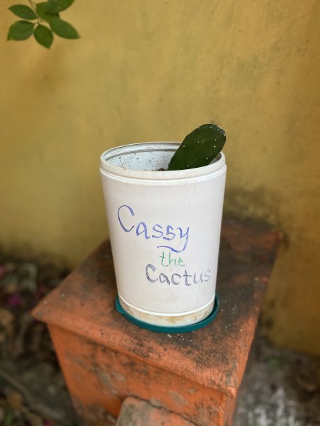 花盆里的仙人掌图片下载