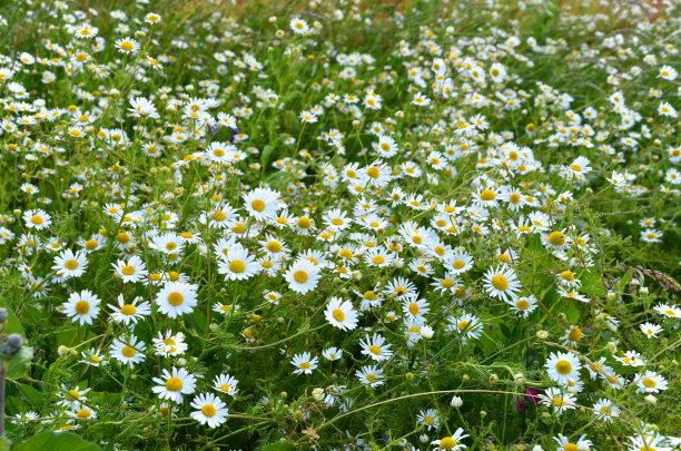 真正的洋甘菊图片下载