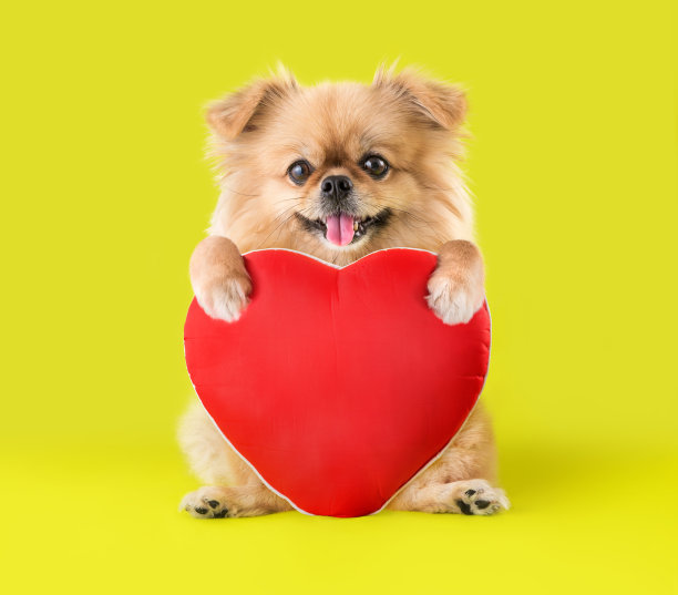 可爱的小狗博美犬和哈巴狗坐在一个红色的心形枕头孤立的绿色背景为情人节图片下载