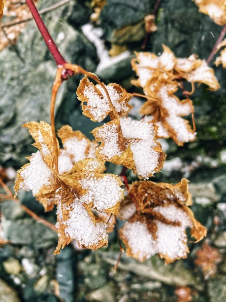 白雪皑皑的叶子图片下载