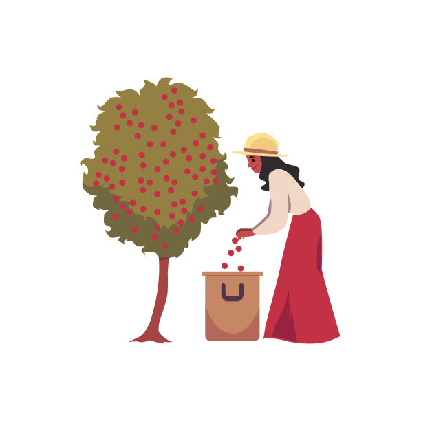 女人采摘咖啡豆从树平面卡通矢量插图孤立。图片下载