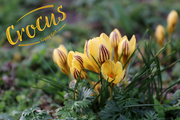 盛开的带有棕色条纹的黄色番红花。番红花，菊花，吉普赛女孩。(雪番红花或金色番红花)。用于种子或球茎的包装设计。番红花刻字。现代毛笔手写体。图片下载