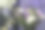 口气孔花花束的选择性聚焦照片。美丽、鲜艳、清新、五彩缤纷的节日花束。图片下载