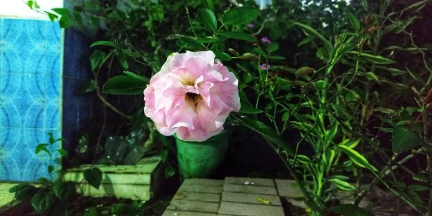 淡粉红色花图片下载