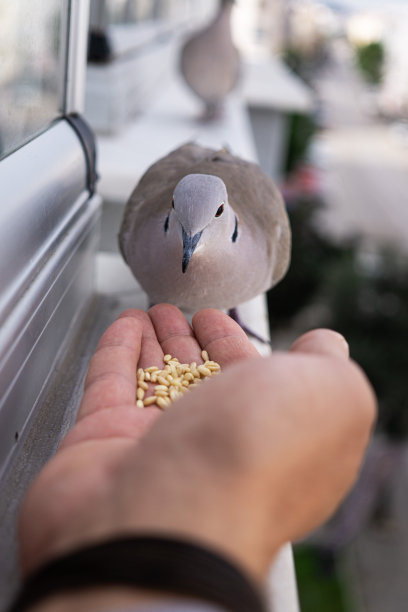 鸟天空日落月亮图片下载