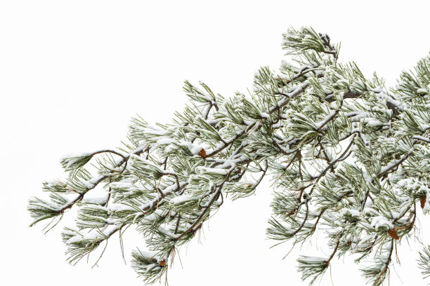 白底松针上的雪图片下载