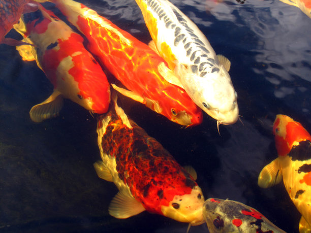 锦鲤鱼池图片下载