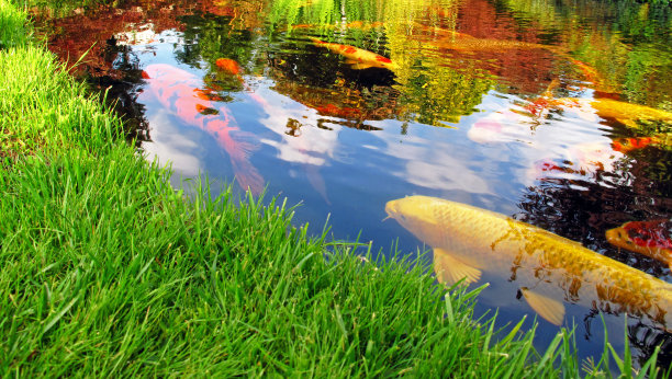 锦鲤鱼池图片下载