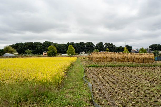 收割和晒干水稻的稻田图片下载