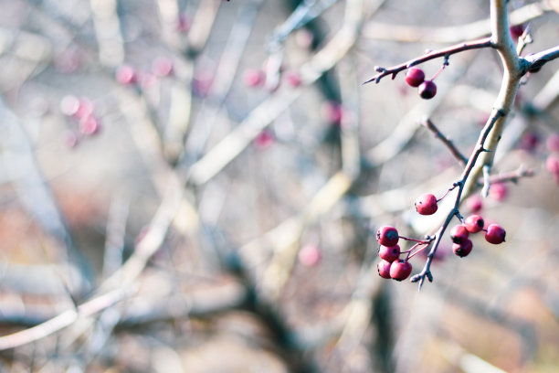 冬天的时候，晴天图片下载