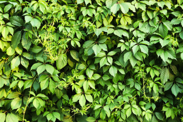 艾薇。图片下载