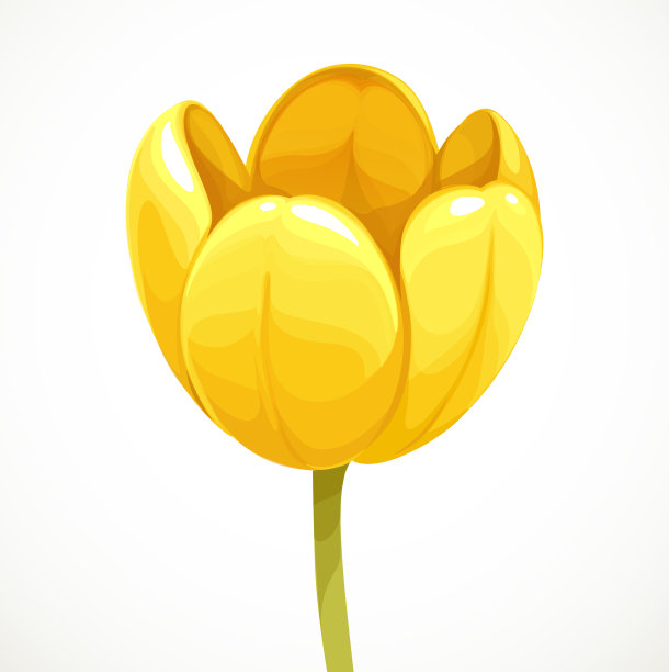 黄色郁金香开大花，孤立在白色上图片下载