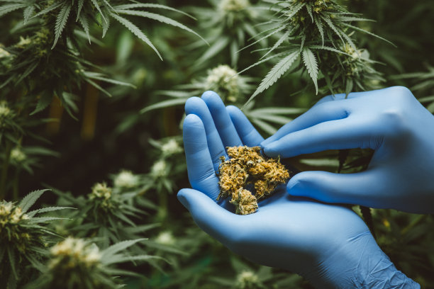 研究人员用手握住或检查温室中的大麻植物进行医学研究。大麻研究概念。CBD油，草药图片下载