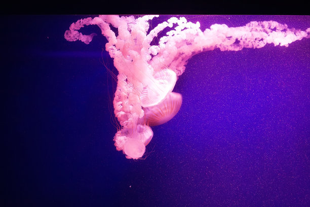 美丽的水母在霓虹灯下穿梭。背景与水母。各种各样的水母在霓虹灯下的海洋水族馆里游泳。在深海中游动的水母。图片下载
