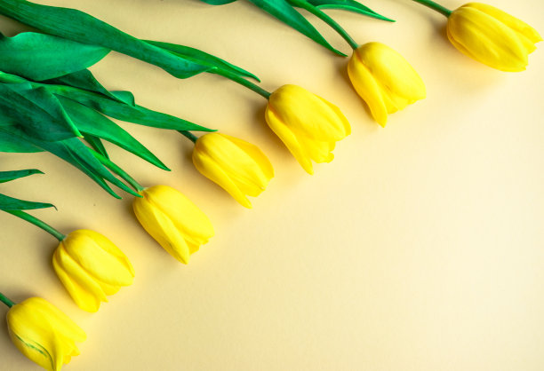 阳春黄花插花。黄色的新鲜郁金香在黄色的纸背景。图片下载