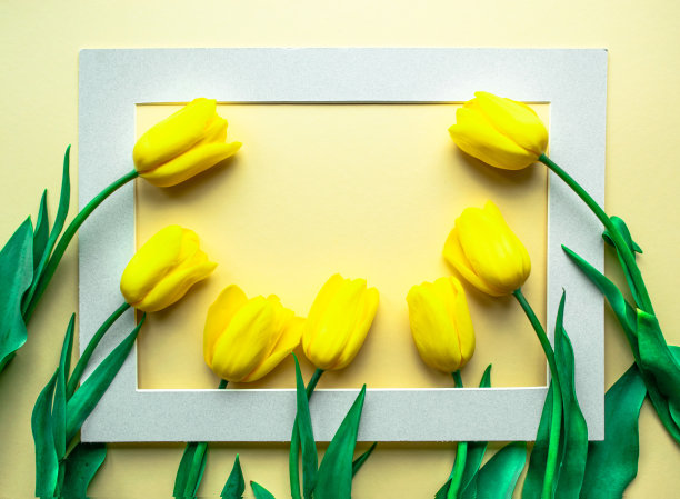 春光明媚黄花插花。黄色的新鲜郁金香在黄色的纸背景上。图片下载