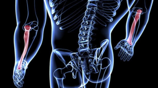 人体骨骼解剖桡骨3D渲染图片下载