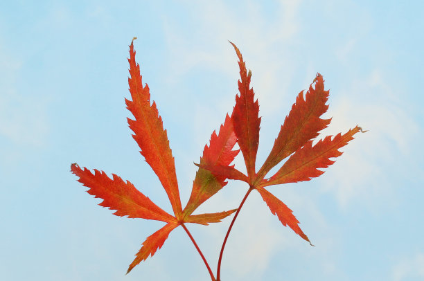 宏碁叶子的天空图片下载