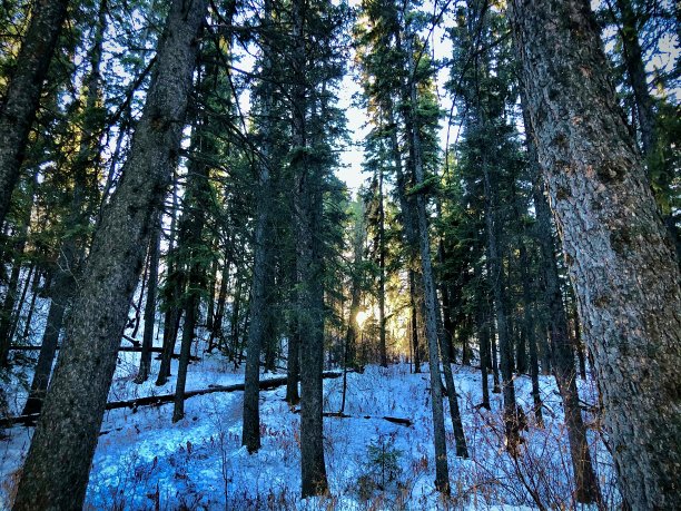 美国黑松森林图片下载