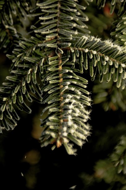 树木针叶细节图片下载