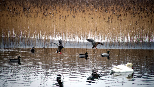 爱尔兰老ise的 Court湖，一个寒冷的早晨素材图片