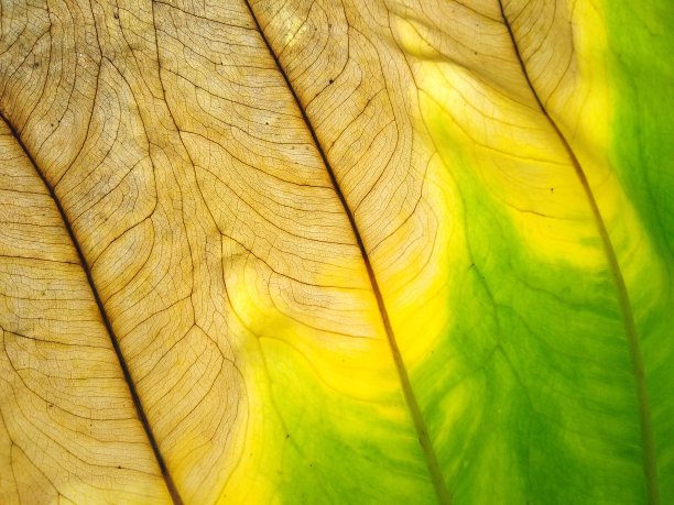 叶脉纹理，部分干状叶图片下载