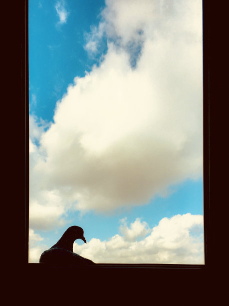 鸟的轮廓图片下载