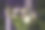 口气孔花花束的选择性聚焦照片。美丽、鲜艳、清新、五彩缤纷的节日花束。图片下载
